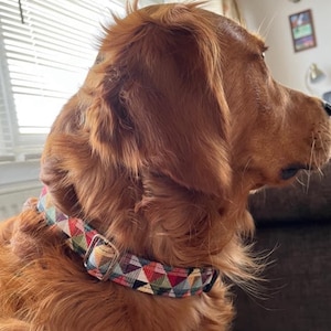 May include: A golden retriever dog wearing a colorful geometric patterned dog collar with a silver buckle.