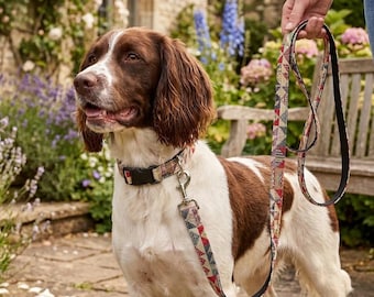 May include: A brown and white spaniel dog wearing a patterned collar with a black plastic buckle and a matching leash. The collar and leash feature a geometric design in shades of red, blue, and beige, with a silver metal swivel snap hook.