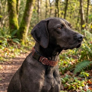 Tiger hundhalsband, orange, svart, matchande koppel finns som tillval