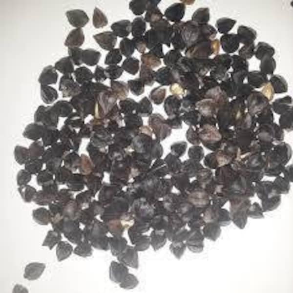 Buckwheat Seeds - Seeds - Organic,  Whole (Shell On) - Grow Buck Wheat Microgreens,