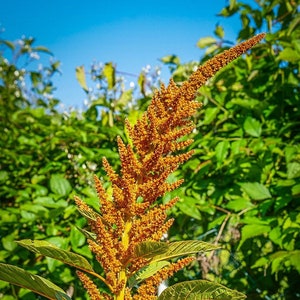 Golden Giant Amaranth Seeds - Vegetable seeds