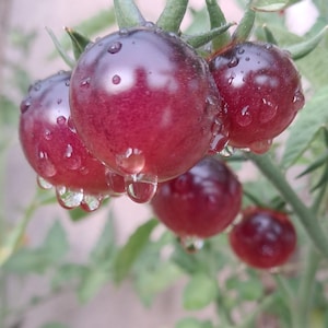 Op de afbeelding: Close-up van een tros rijpe, donkerrode tomaten met een paarse tint, glinsterend met waterdruppels. De tomaten zijn bevestigd aan groene stelen en bladeren, wat een verse, natuurlijke oogst laat zien.