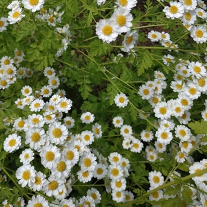 Feverfew Seeds - Tanacetum parthenium
