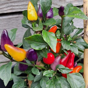 Peut inclure: Gros plan sur un plant de piments ornementaux en pot, avec des piments violets, jaunes, oranges et rouges. Les piments poussent parmi des feuilles vertes, soutenus par un tuteur en bambou. Fond en bois vieilli.