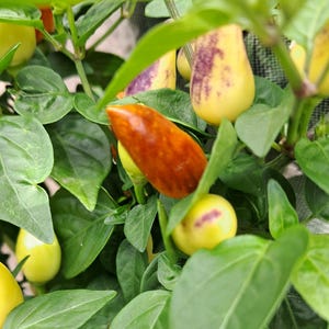 Peut inclure: Gros plan sur un plant de poivrons avec des feuilles vertes et divers poivrons. Certains poivrons sont jaunes avec des marques violettes, d'autres sont orange-brun. Les poivrons sont à différents stades de maturité.