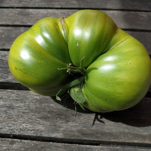 Peut inclure: Une grosse tomate verte ancienne, de forme côtelée unique. La tomate a une surface brillante avec de subtiles rayures jaune-vert. La tige et les feuilles sont visibles à la base. La tomate est posée sur une surface en bois vieilli.