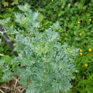 Absinthe Seeds