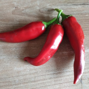 RARE 15 graines piment végétarien Antillais (Capsicum Frutescens)