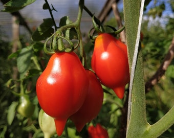 Semillas de Tomate Piennolo del Vesuvio (25 semillas)