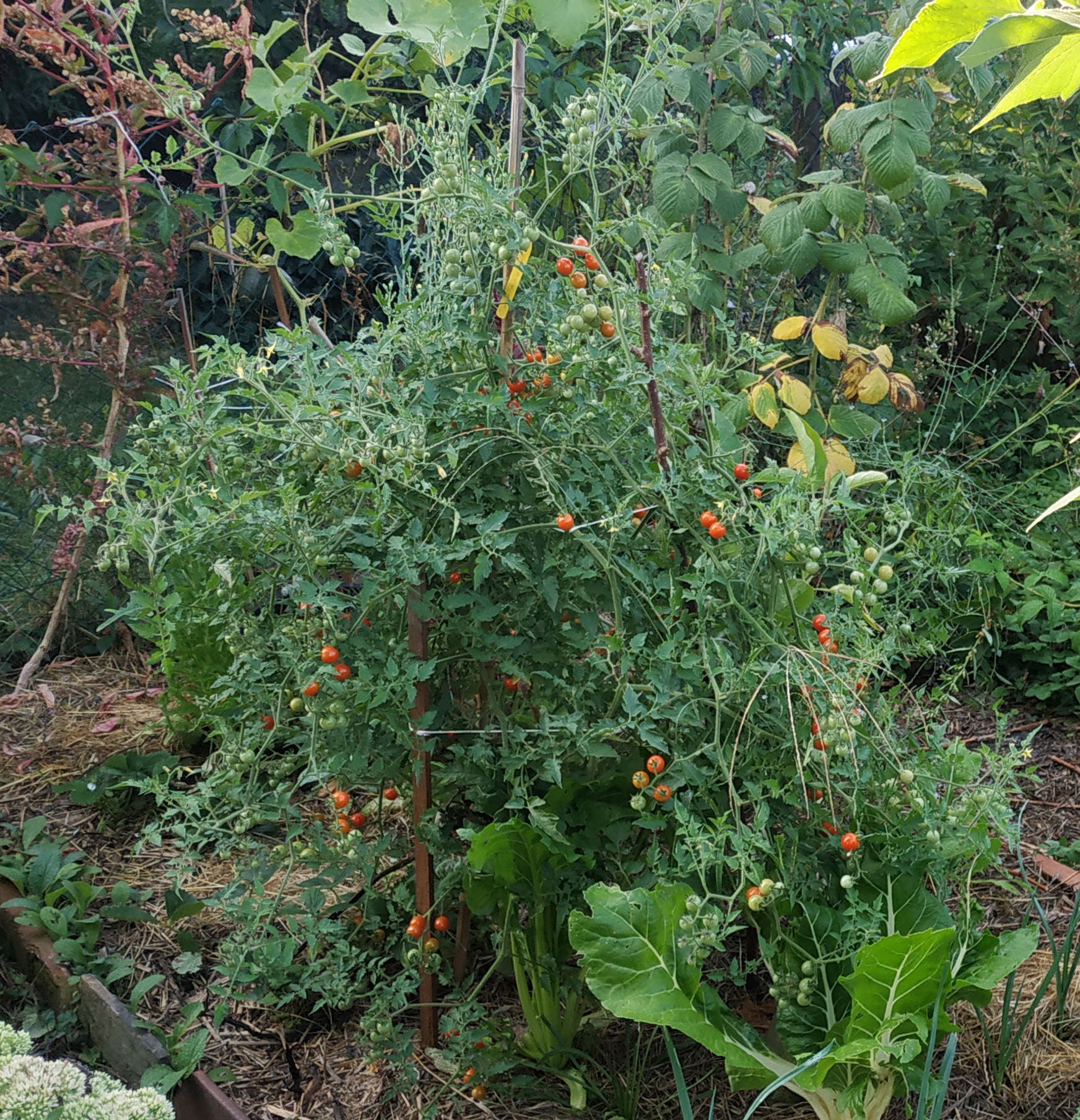 Graines de Tomate Cerise Barbaniaka