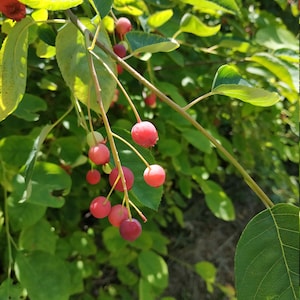 Canadian Amelanchier Seeds - Fruit Tree