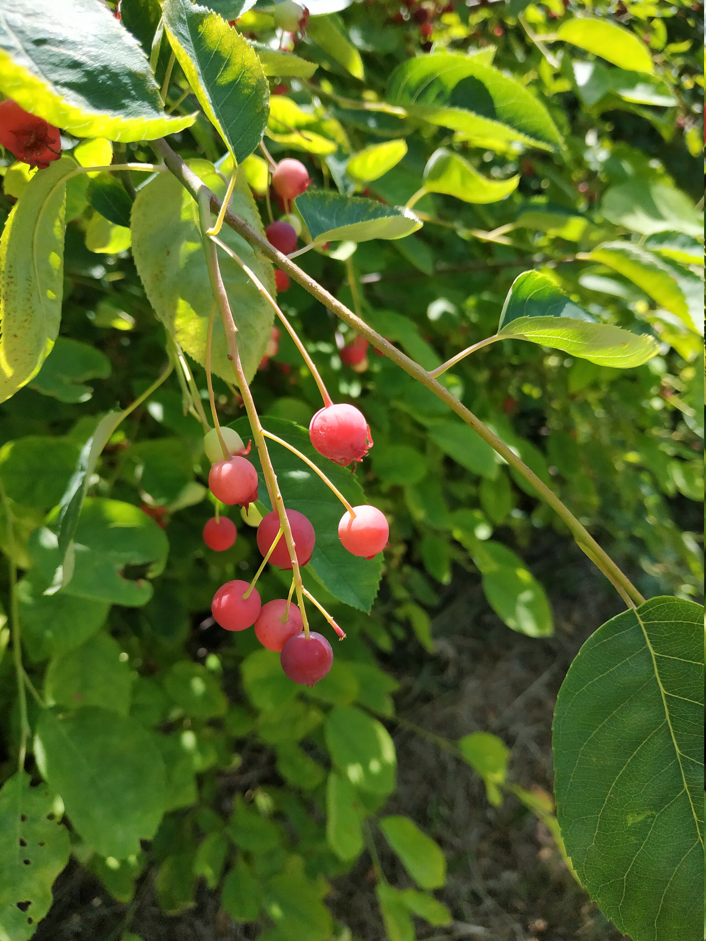 Graines d'amelanchier Du Canada - Arbre Fruitier