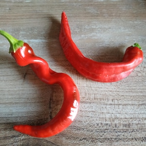 Puede incluir: Dos chiles rojos, uno es curvo y el otro está retorcido.