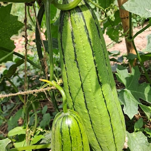 Op de afbeelding: Twee langwerpige, lichtgroene luffa-vruchten hangen aan een wijnstok. De vruchten hebben duidelijke, donkergroene verticale strepen langs hun getextureerde, licht hobbelige oppervlakken. De stelen zijn bevestigd aan dunne, groene, kronkelende ranken.