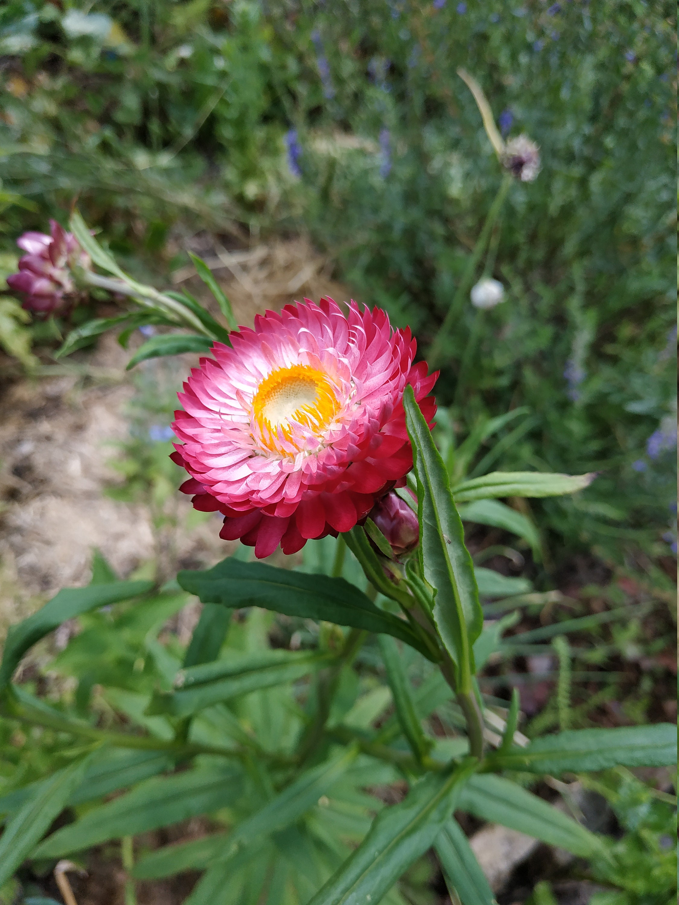 Graines d'immortelle à Bractée Fireball