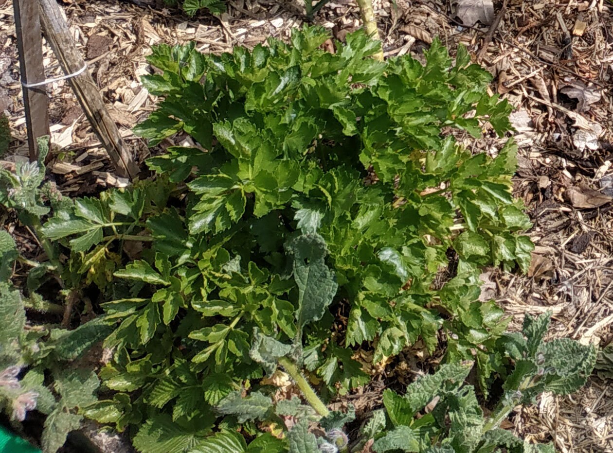 Graines de Céleri à Couper d'amstredam - Plante Aromatique