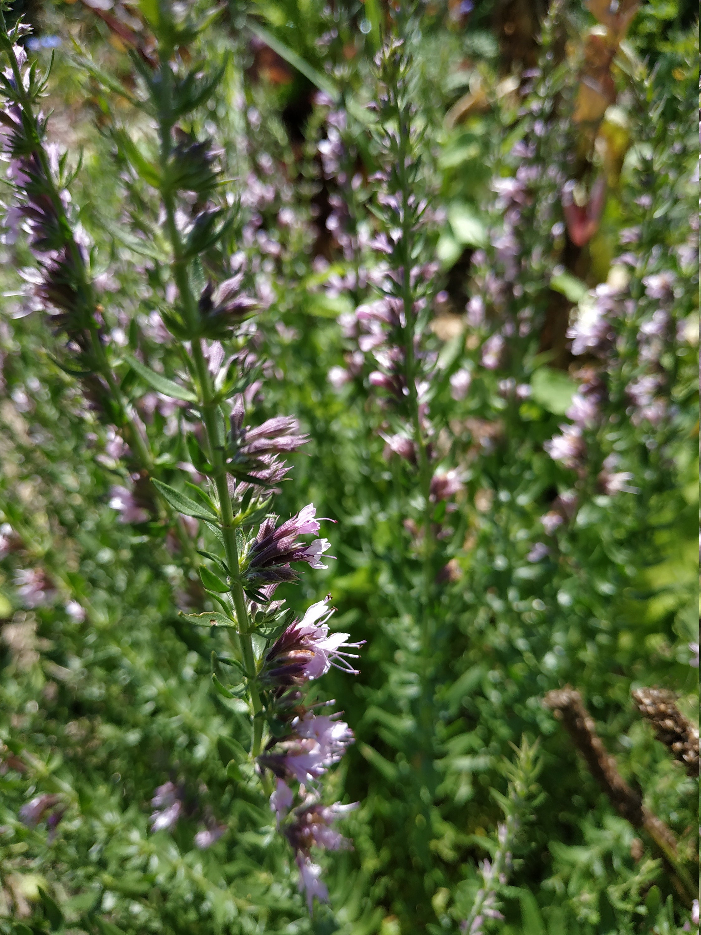 Graines d'hysope Rose - Plante Médicinale et Aromatique