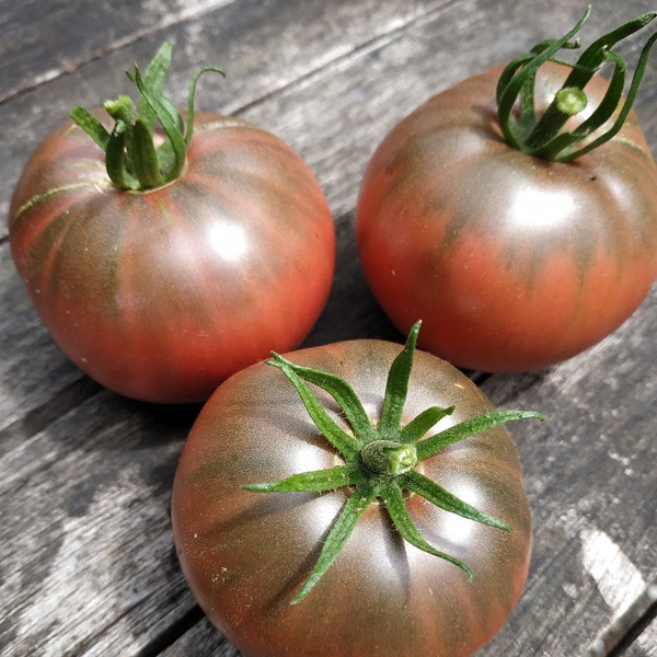 Graine de Tomate Cherokee Purple