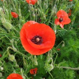 Poppy Seeds