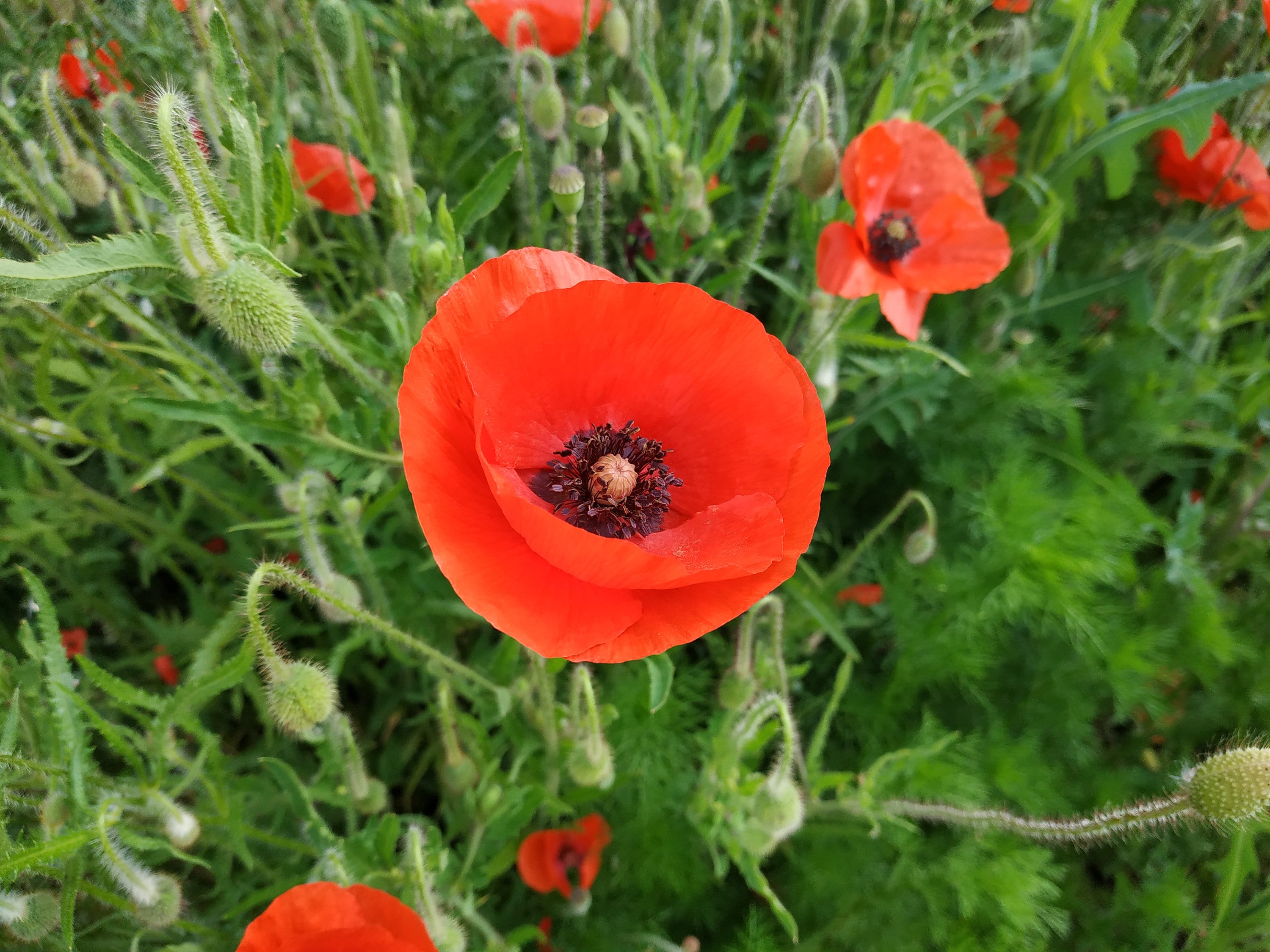 Graines de Coquelicots