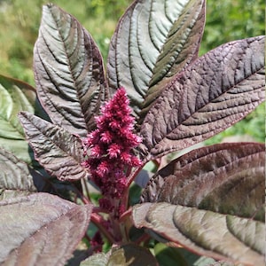 Vietnamese Amaranth seeds - vegetable seeds
