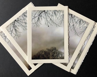 Cinq cartes de vœux (5x7 po) Avec ma photo abstraite d’arbres près du réservoir Jerome Park dans le Bronx, NY
