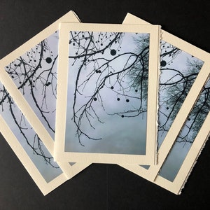 Five Greeting Cards (5x7 in.) With My Photo of a Beautiful Tree in Central Park, NYC