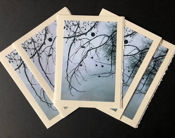 Cinq cartes de vœux (5x7 po) Avec ma photo d’un bel arbre à Central Park, NYC