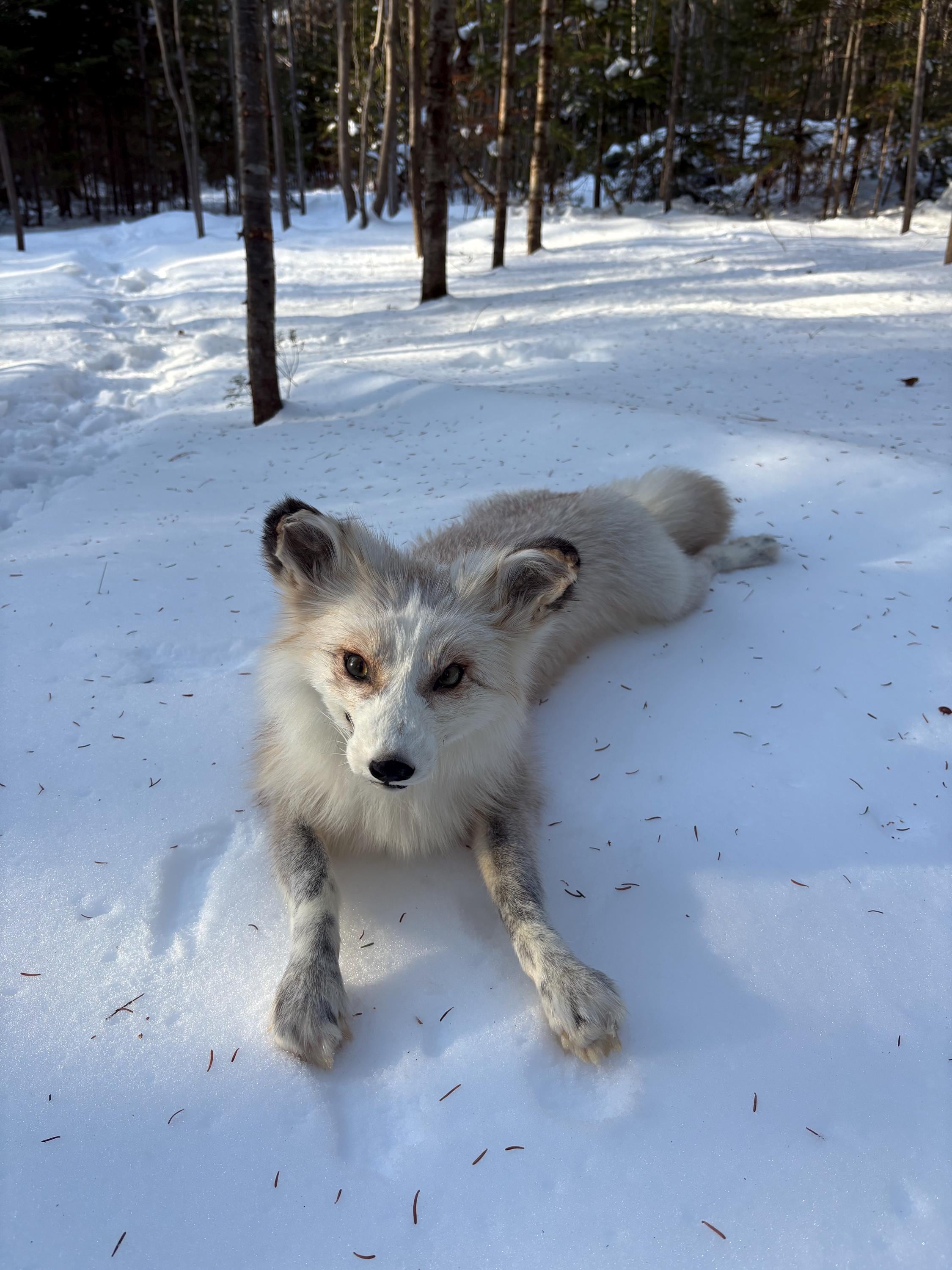Gold Platinum Fox Soft Mount - Etsy