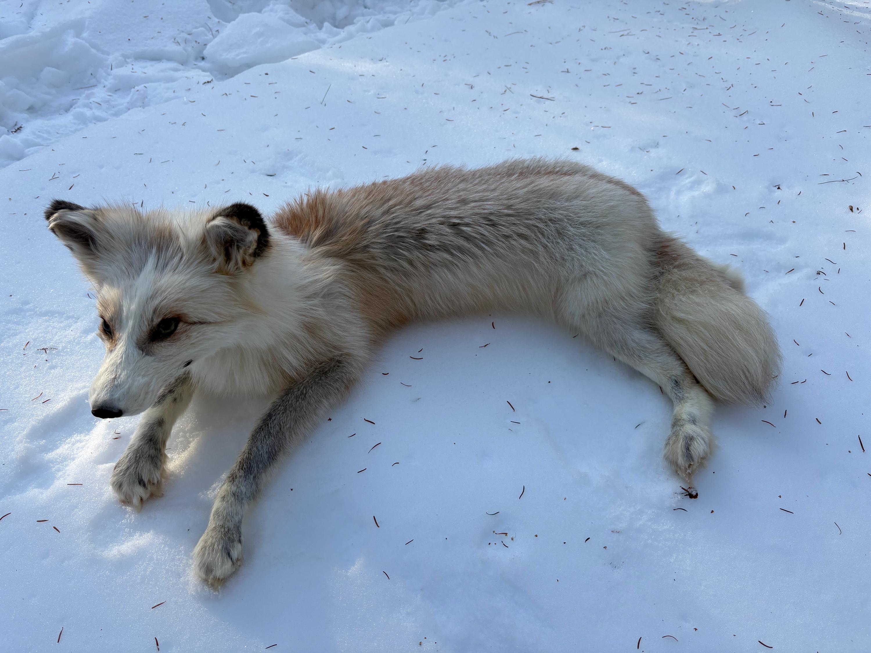 Gold Platinum Fox Soft Mount - Etsy