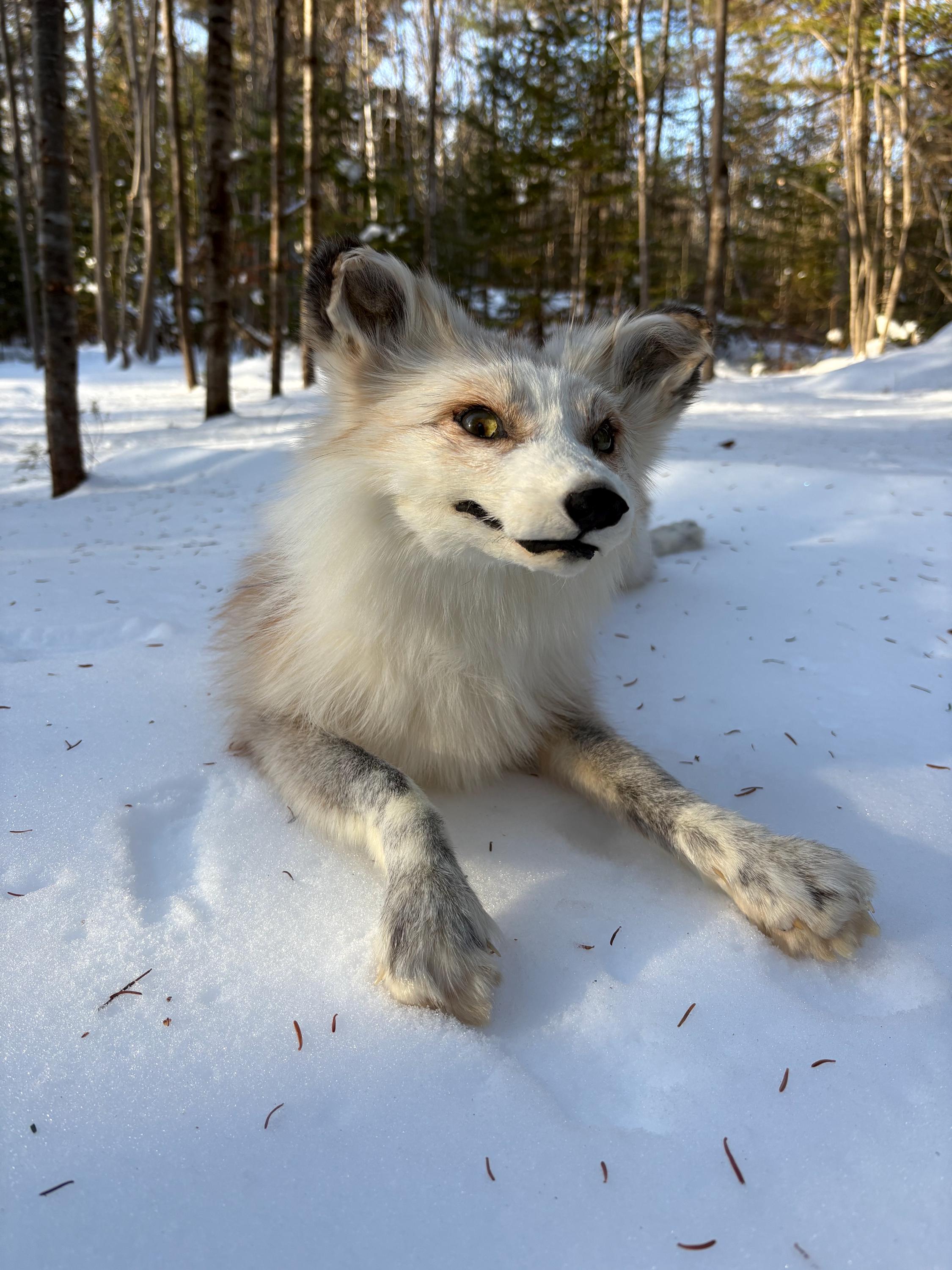 Gold Platinum Fox Soft Mount - Etsy