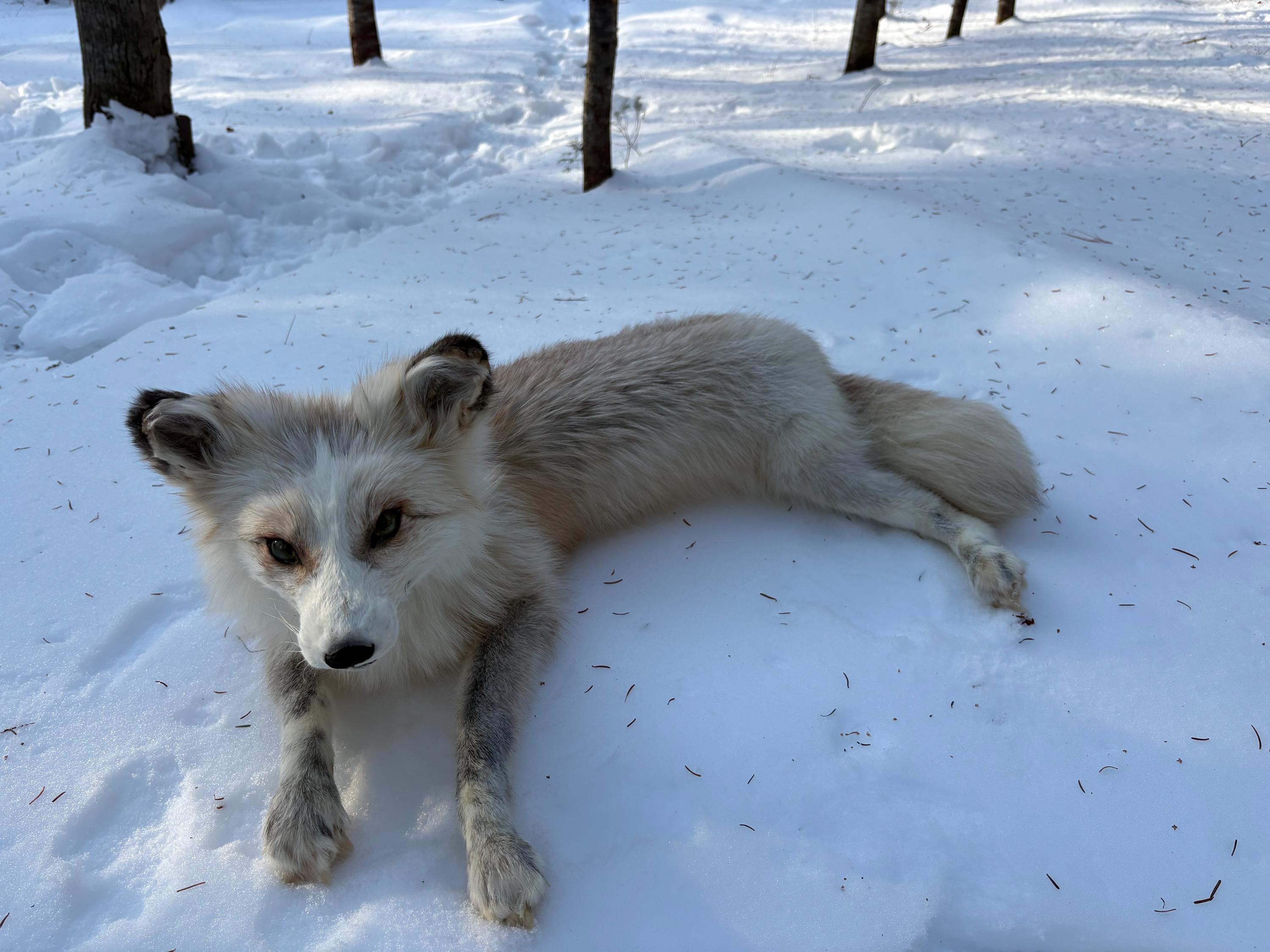 Gold Platinum Fox Soft Mount - Etsy