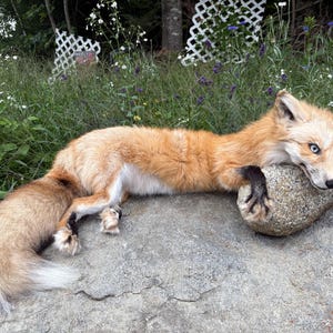 May include: A taxidermy red fox with bright blue eyes resting its head on a smooth gray stone. The fox has thick orange fur, white underbelly fur, and black markings on its paws and ears, with a long, bushy tail extending behind its body.