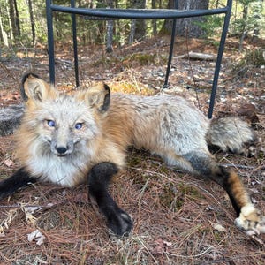 May include: A taxidermied red fox with blue eyes, lying on a bed of pine needles. The fox has a mix of orange, white, and gray fur, with black paws and ears. A black metal chair is in the background.