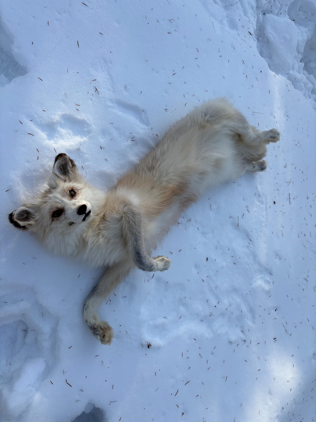 Gold Platinum Fox Soft Mount - Etsy