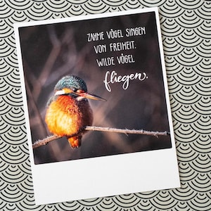 Tierische Postkarte "Wilde Vögel fliegen" mit Eisvogel | Grüße im Polaroid Stil | Einfach so Natur & Tierfotografie | Nr. 198