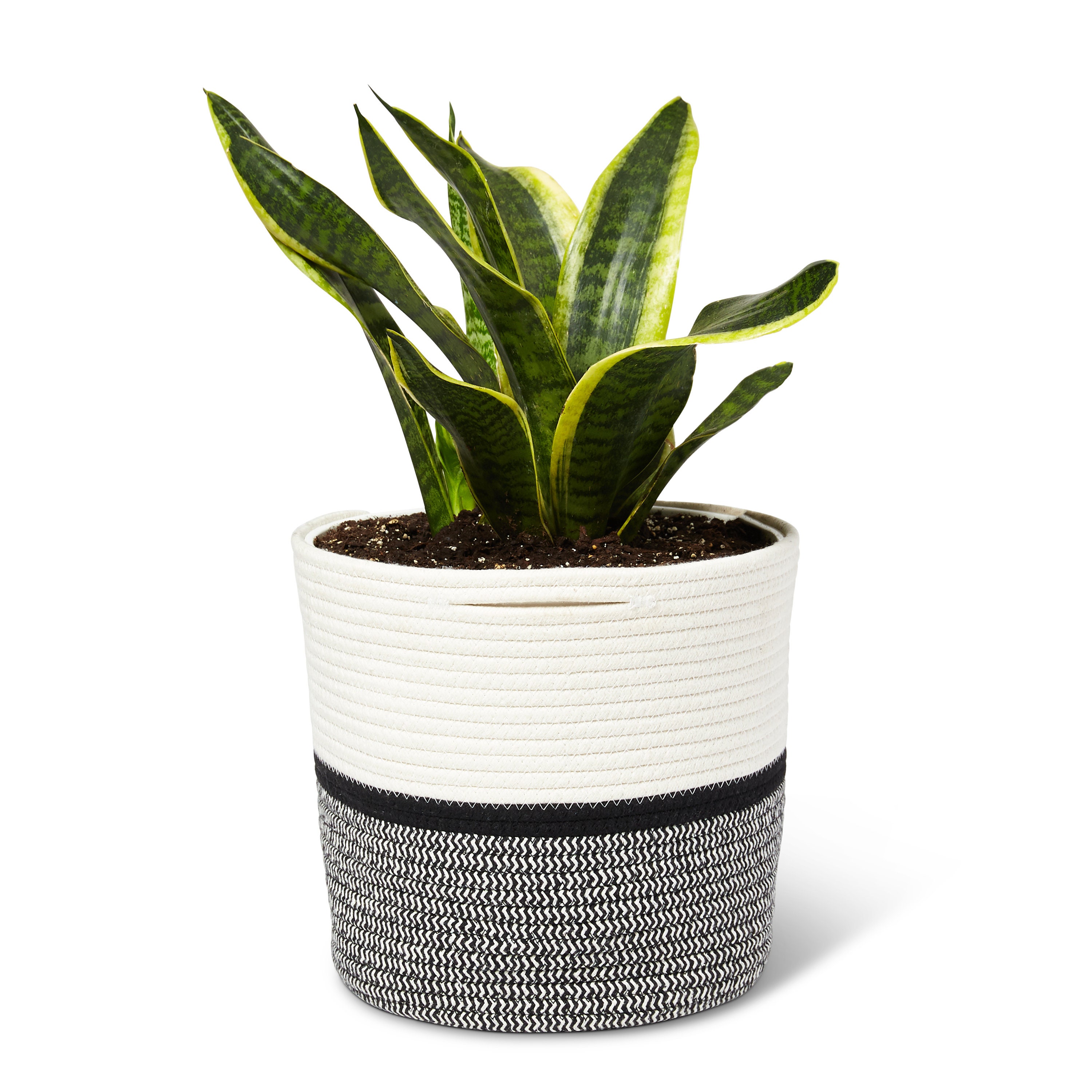 Woven Planter Plant Basket Pots Snake Money Tree or Storage Etsy