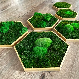 Moss hexagon with oiled frame hexagonal moss honeycomb with preserved moss moss image