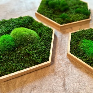 Moss Hexagon Set 3 pieces with oiled frame hexagonal moss honeycomb with preserved moss moss image