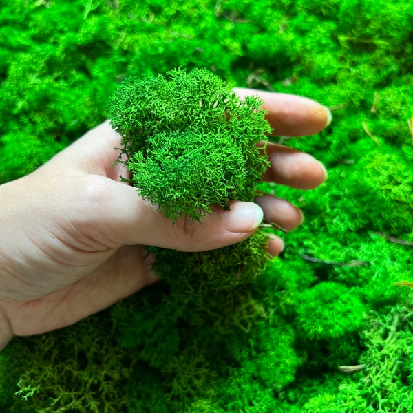 Konserviertes Islandmoos Lichen zum Basteln und Dekorieren Moosbild echtes Natur-Moos