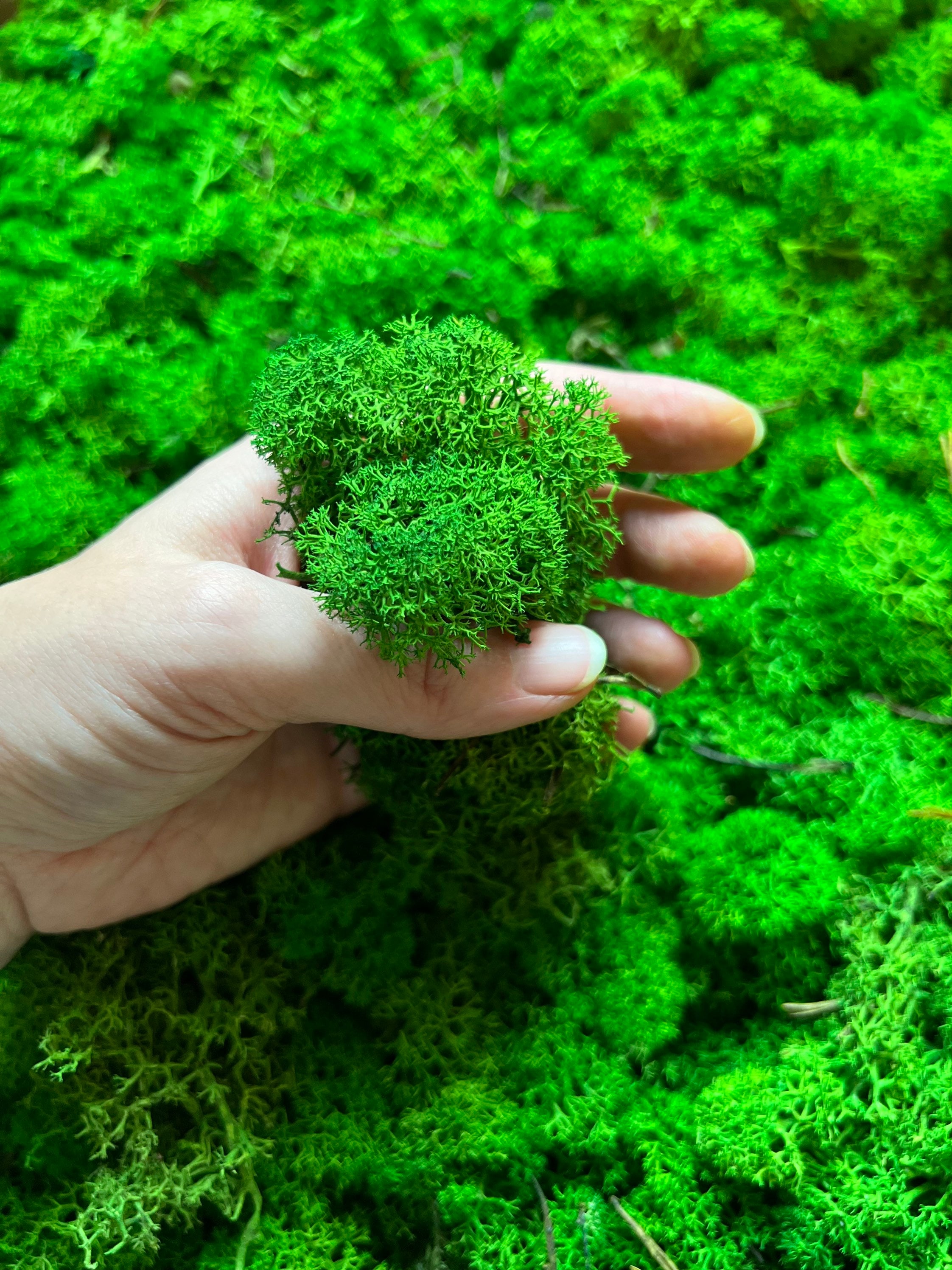 Preserved Green Moss Pcs Dried Plants Pressed Moss Green Resin
