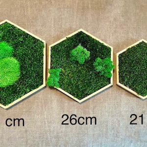 Moos-Hexagon mit geöltem Rahmen sechseckige Mooswabe mit konserviertem Moos Moosbild Bild 5