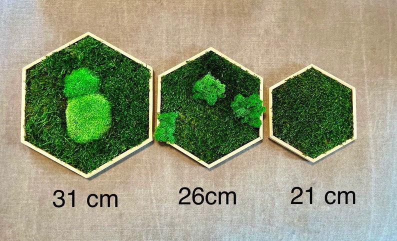 Moos-Hexagon mit geöltem Rahmen sechseckige Mooswabe mit konserviertem Moos Moosbild Bild 5