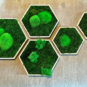 Moos-Hexagon mit geöltem Rahmen sechseckige Mooswabe mit konserviertem Moos Moosbild Bild 9