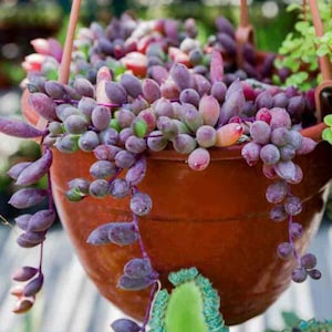 May include: A hanging terracotta pot overflowing with String of Pearls succulents. The trailing stems are adorned with plump, pearl-like leaves in shades of purple, green, and pink. The pot is suspended by a brown hanger, showcasing a vibrant display of nature.