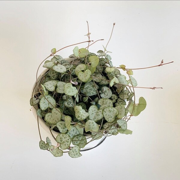 Silver Glory String of Hearts - Etsy