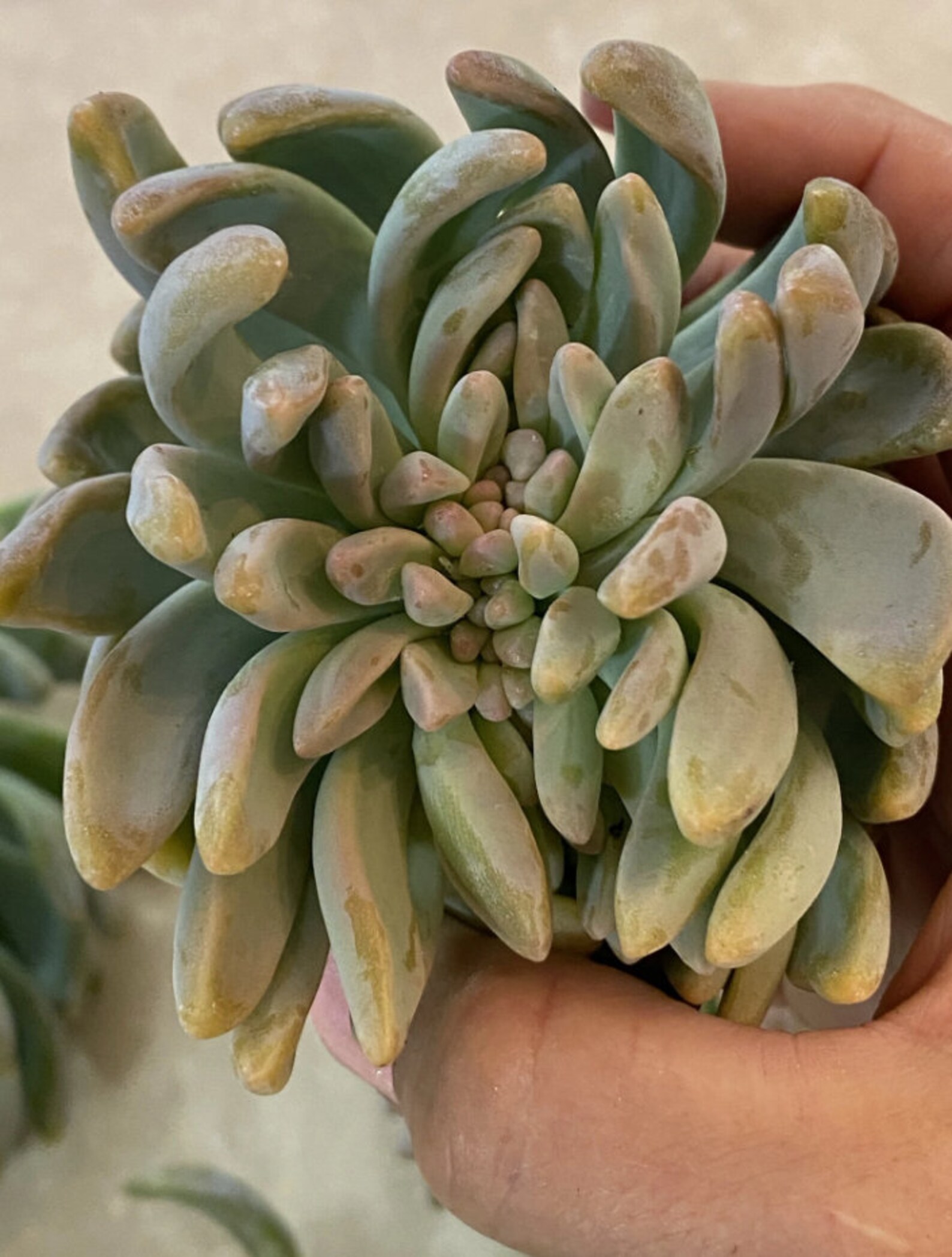 Crested Ghost Plant Cuttings Etsy