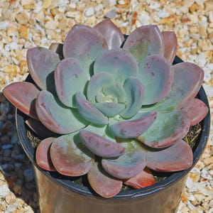 May include: A close-up of a succulent plant in a black pot. The plant features thick, rounded leaves in shades of blue-green, transitioning to pink and purple at the edges. The plant is centered in the frame, with a gravel background.