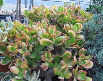 Crassula Argentea Variegated | 4 - Inch | White Jade