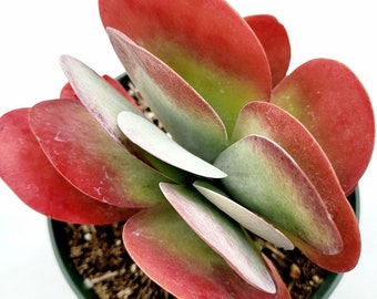 Kalanchoe Luciae Fantastic  | 6 - inch  or 4 - Inch| Flapjack Succulent Plant